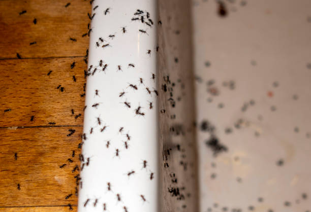 Best Affordable Pest Control Services  in Westway, TX
