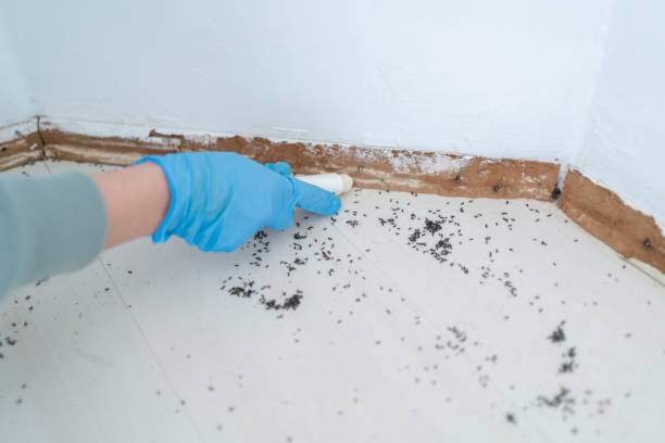 Best Cockroach Control Services  in Westway, TX