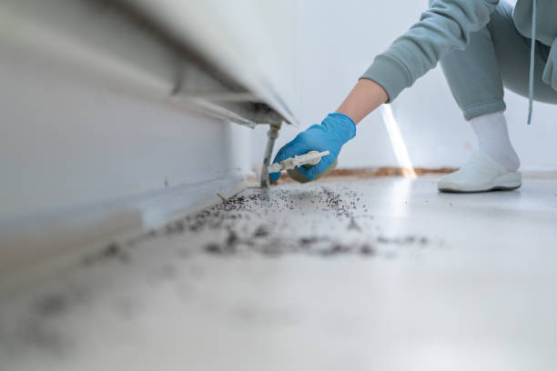 Wasp Removal Services in Westway, TX